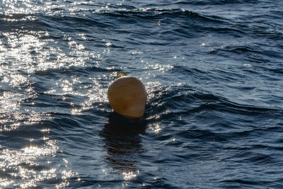 View of jellyfish swimming in sea