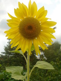 Close-up of sunflower against sky