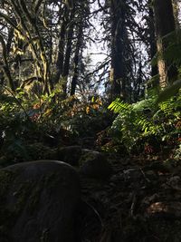 Trees growing in forest