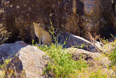 Leopard sitting on a rock in the serengeti, tanzania