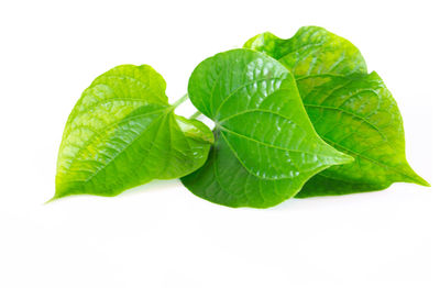 Close-up of fresh green leaves against white background