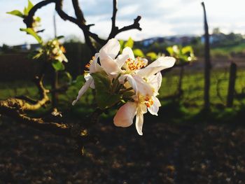 Close-up of white cherry blossoms