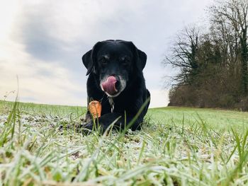 Portrait of a dog on field