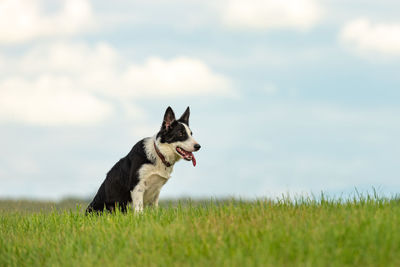 View of a dog on field against sky