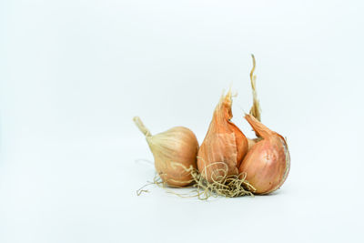 Close-up of garlic against white background