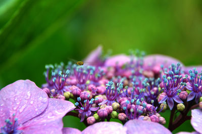 Close-up of insect on purple flowering plant