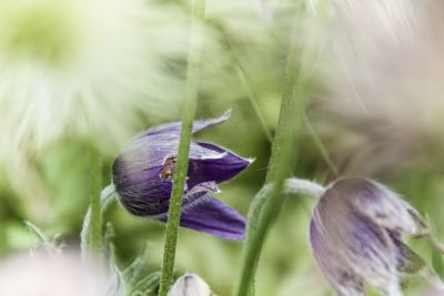 Close-up of purple flowering plant