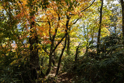 Trees in forest during autumn