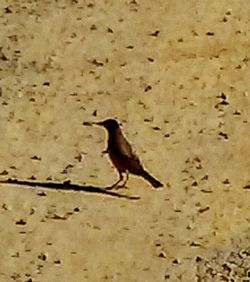 Side view of bird on sand