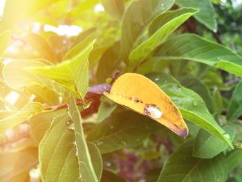 Close-up of insect on leaves