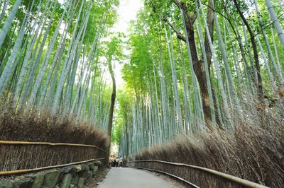 View of bamboo trees in forest