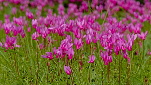 Close-up of pink flowers on field