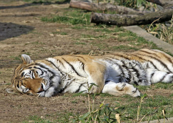 Cat relaxing on a field