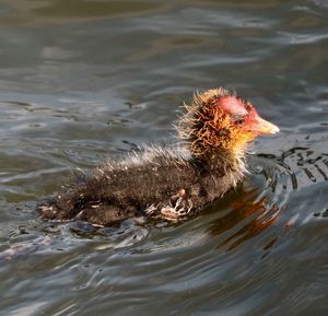 Close-up of duck swimming in lake