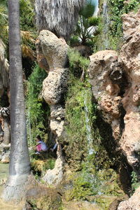 Moss growing on rocks