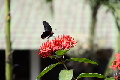 Close-up of butterfly on red flower