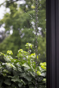 Close-up of wet plant