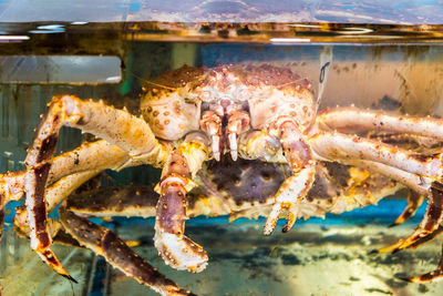 Live king crab in water tank at a local fresh fish market in sapporo, japan