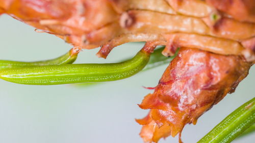 Close-up of fresh red chili peppers in plate