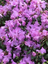 Full frame shot of pink flowers