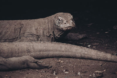 Close-up of a lizard on land