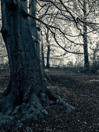 Bare trees against sky