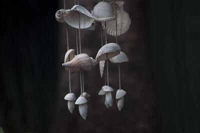 Close-up of mushrooms