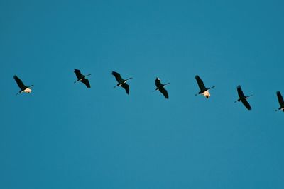 Low angle view of birds flying in sky