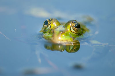 Close-up of frog in water