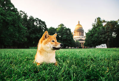 View of a dog on field