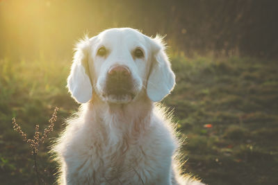 Golden retriever at sundown