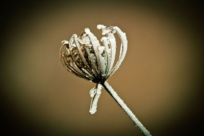 Close-up of plant against white background