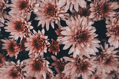 Full frame shot of flowering plants