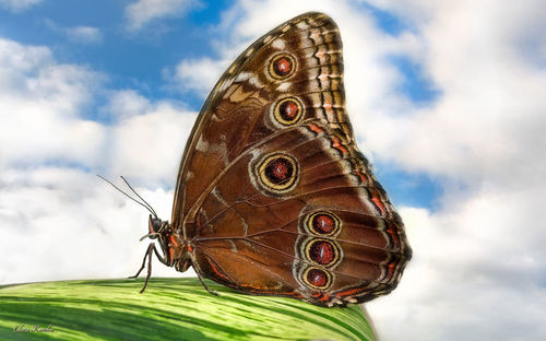 Close-up of butterfly on leaf against sky