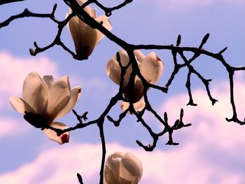 Low angle view of branches against sky