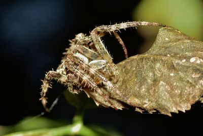 Close-up of insect