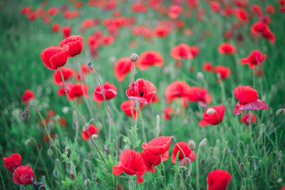 Red poppy flowers in field