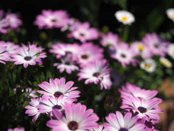 Close-up of pink flowers