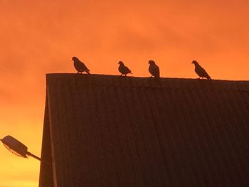 Low angle view of birds perching on orange sky