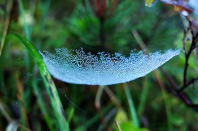 Close-up of water drops on plant