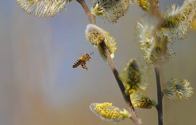 Close-up of bee hovering by pussy willow