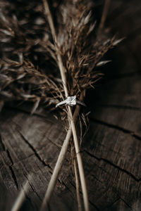 Close-up of dried plant on table