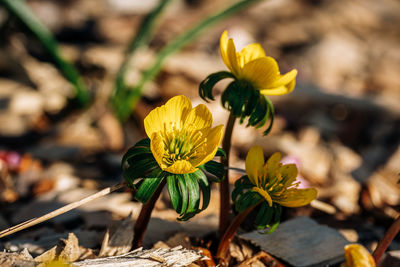 Close-up of yellow flowering plant