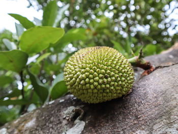 Close-up of fruit growing on tree