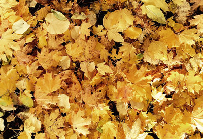 Full frame shot of leaves