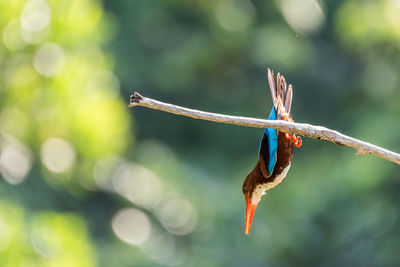 White-throated kingfisher perched and diving