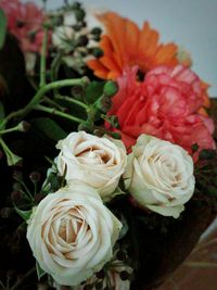 Close-up of rose blooming outdoors