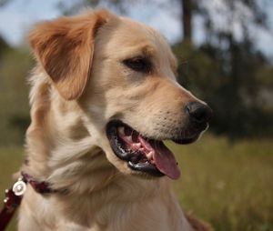 Close-up of dog