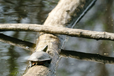 High angle view of bird in lake