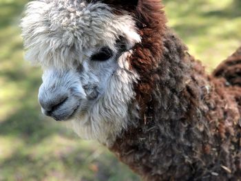 Close-up of an alpaca